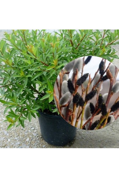 Верба  Melanostachys опис